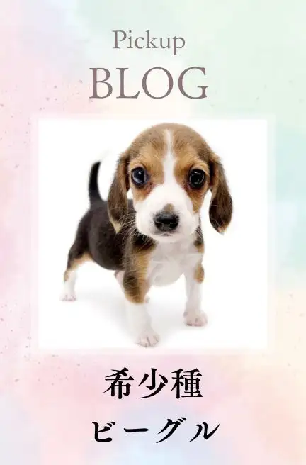 東川口店スライド-ビーグル