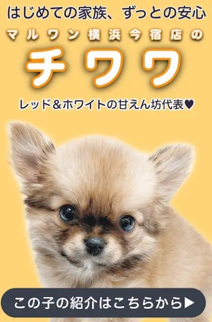 レッドチワワスライド