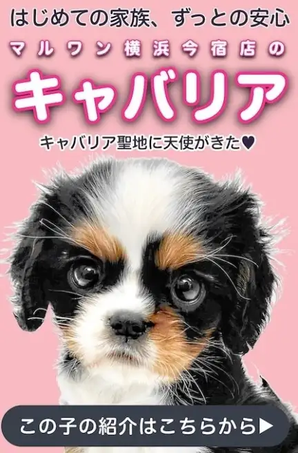 キャバリアスライド