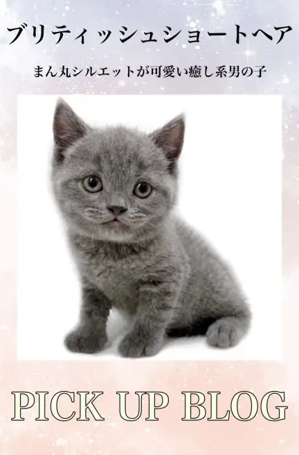 ブリティッシュショートヘアブログ