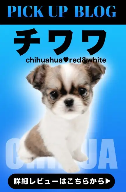 レビュー/チワワ