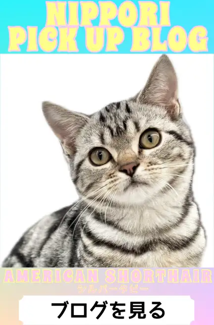 東日暮里店‐アメショ