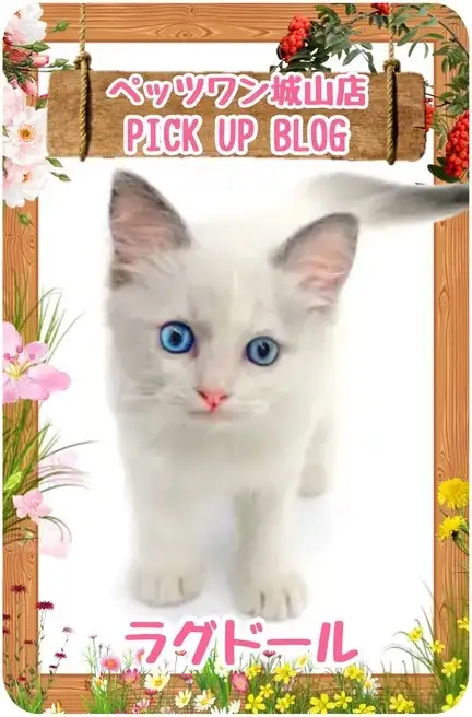 【 ラグドール 】おっとりしたぬいぐるみ?心も身体も癒してくれる甘えん坊