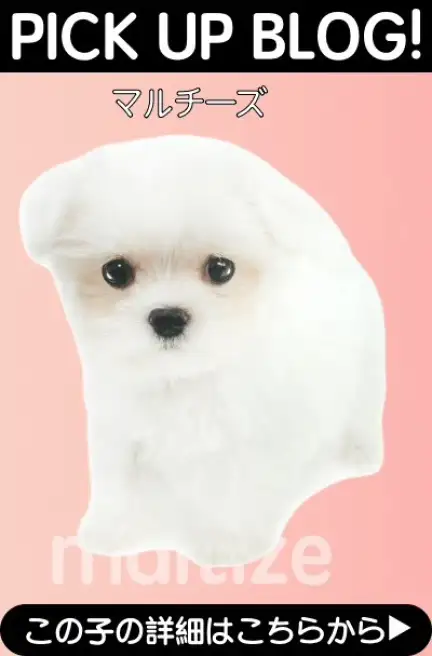 鶴見店-マルチーズ