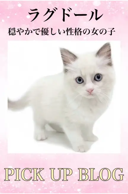 ラグドールブログ