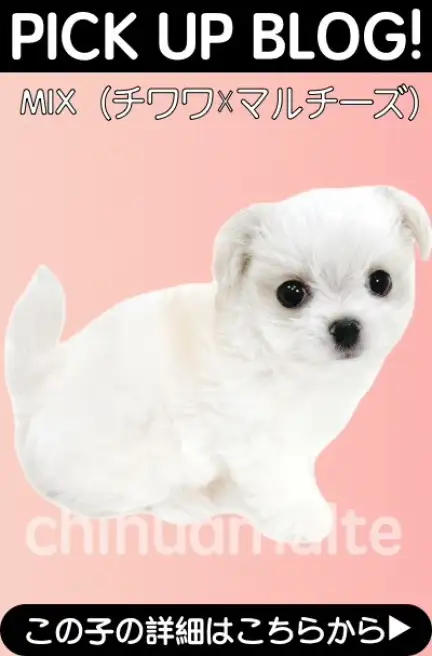 鶴見店BLOGーチワマル