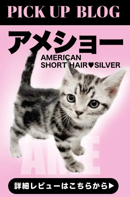 レビュー/アメショ