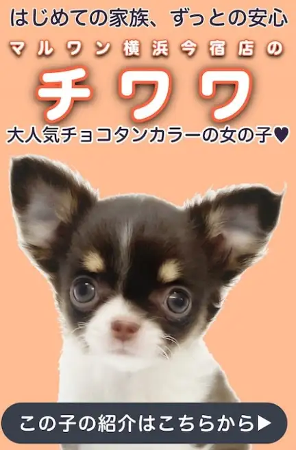 チワワスライド