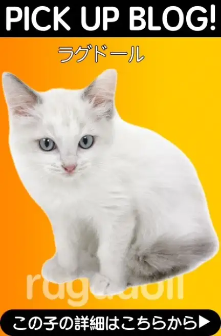 鶴見店-ラグドール