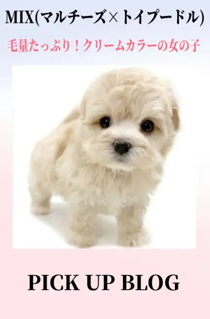 MIX(マルチーズ×トイプードル)ブログ
