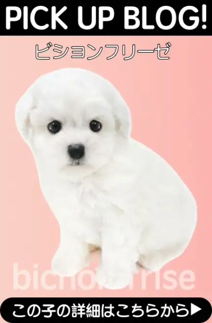 鶴見店-ビション