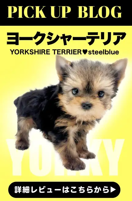レビュー/ヨーキー