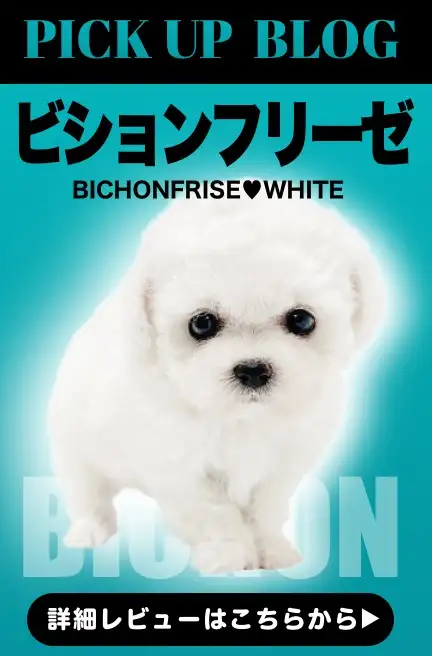 レビュー/ビション