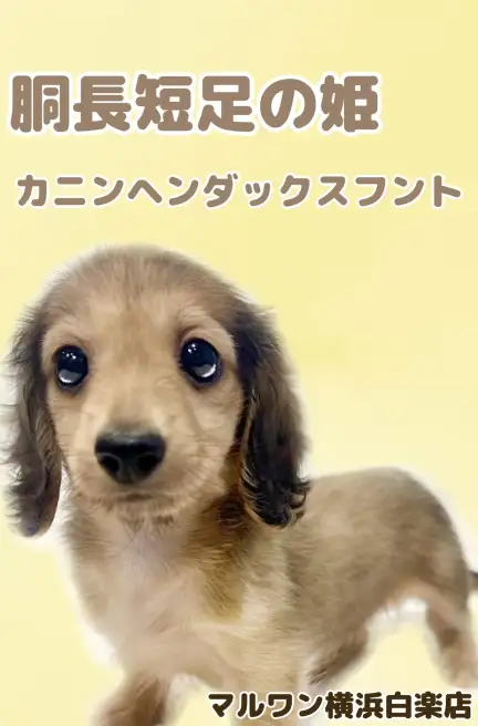 カニンヘンダックスフント