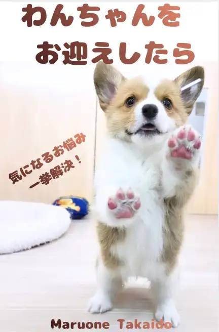 高井戸店-犬お迎え