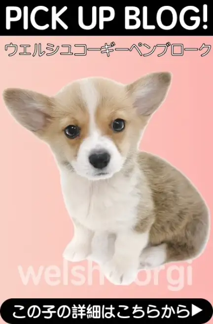 鶴見店-コーギー