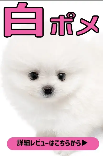 レビュー／黒豆