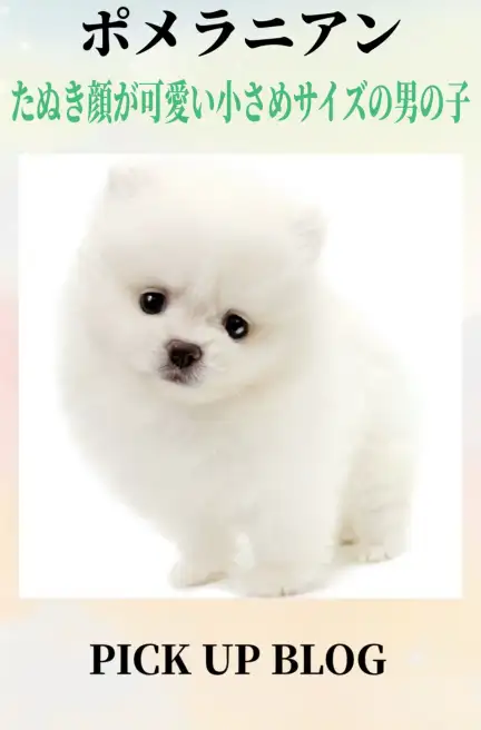 ポメラニアンブログ