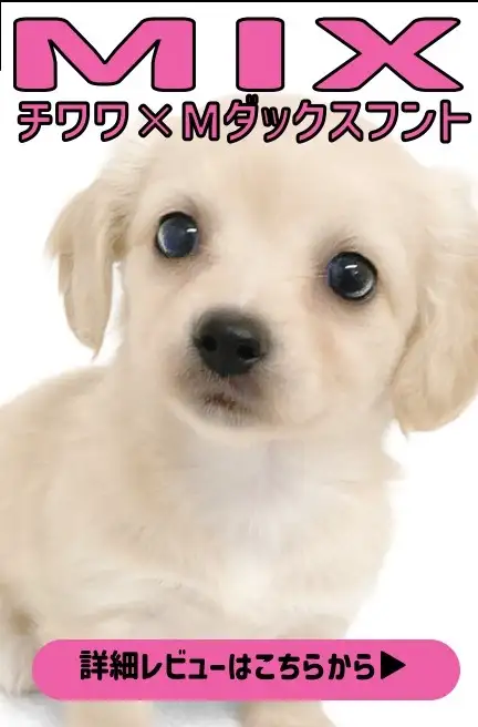 blogーファーストパートナーみぽ