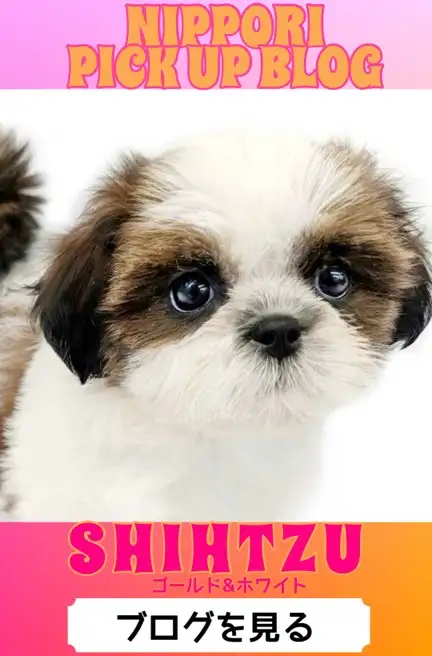 東日暮里店‐シーズー