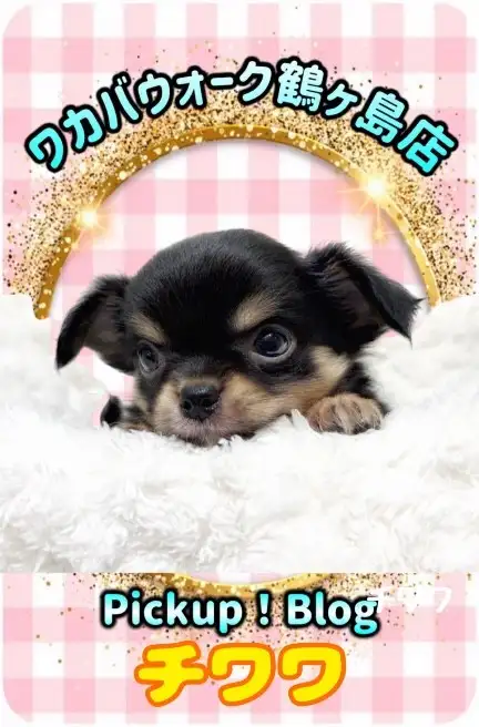 ワカバウォーク鶴ヶ島店 PICK UP BLOG DOG