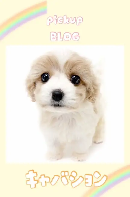 東川口店キャバション