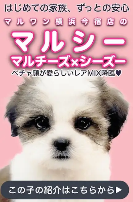 マルシースライド