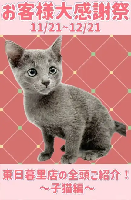 東日暮里店‐感謝祭猫(バナー枠1)