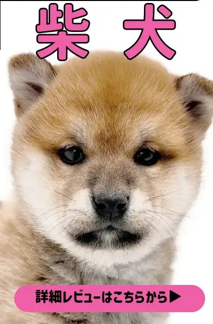 blogーファーストパートナーみぽ