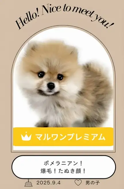 高井戸店‐ポメ