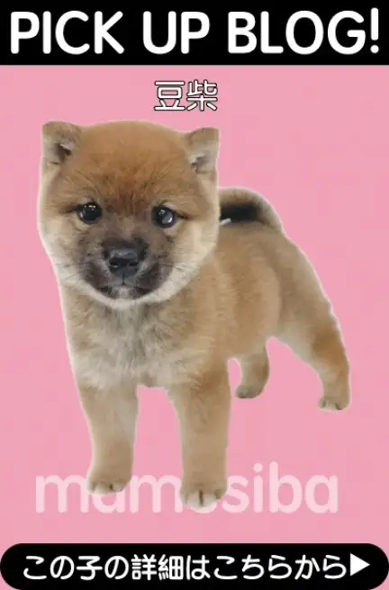 鶴見店BLOGー豆柴