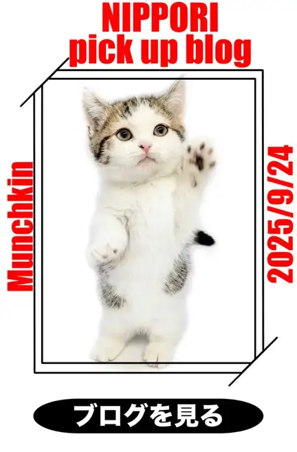 東日暮里店‐マンチカン