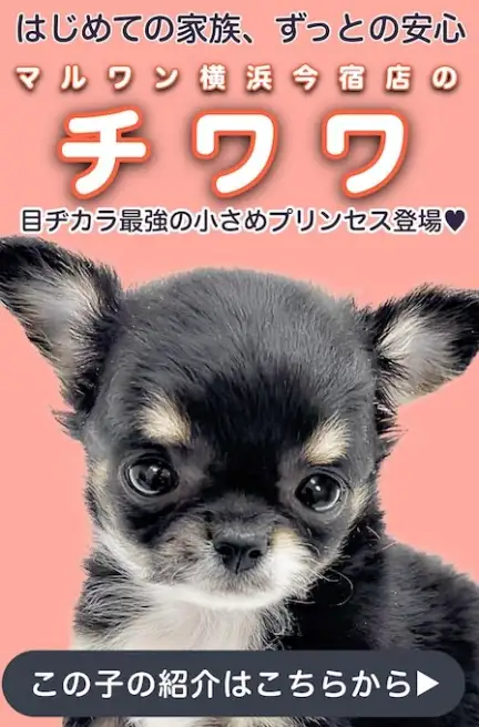 チワワスライド