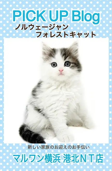 ノルウェージャンフォレストキャット