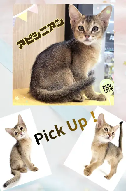 高井戸店‐アビ