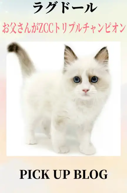 ラグドールブログ