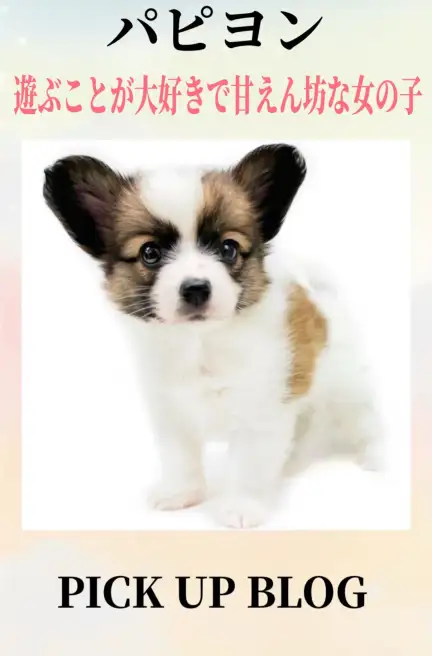 パピヨンブログ