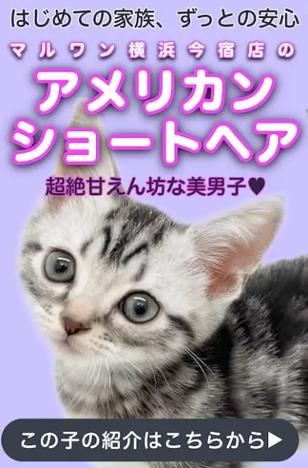 アメショスライド