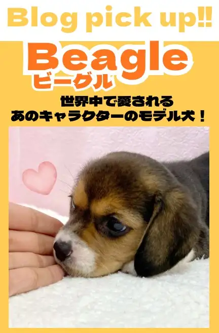 ビーグル