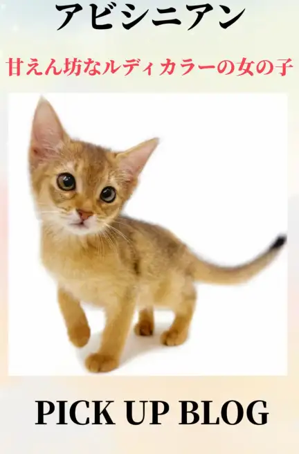 アビシニアンブログ