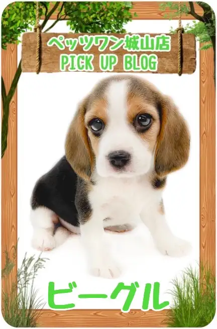 【 ビーグル 】反則級な可愛さ!愛嬌たっぷりのビーグルちゃんが来店!