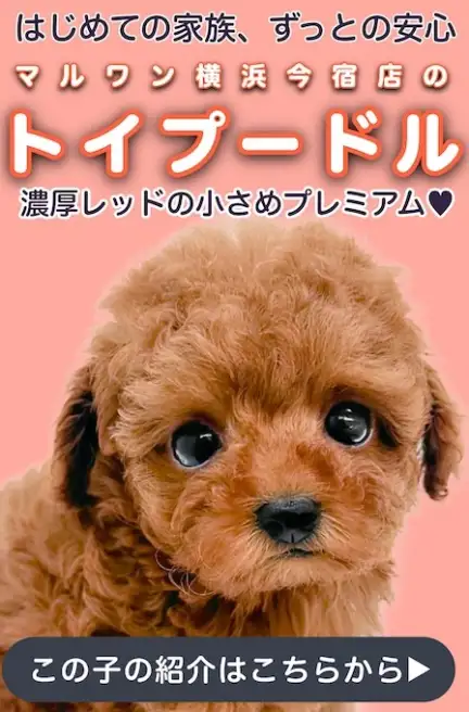 プードルスライド