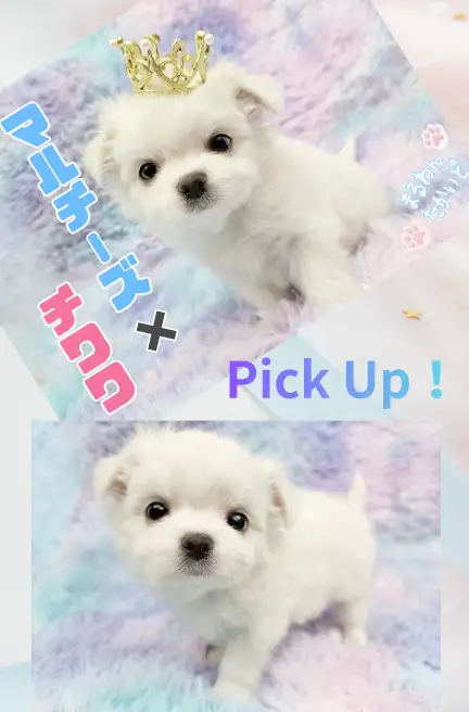 高井戸店‐マルチワ