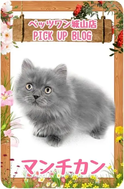 【 マンチカン 】人気のブルータビー!愛おしいフォルムの長毛短足マンチカン