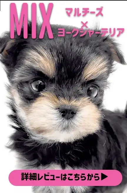 大倉山店ー9thAnniversaryblog