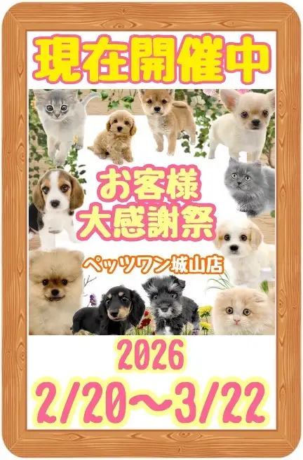 【 お知らせ 】お客様大感謝祭開催中!気になるあの子を迎えるチャンス!