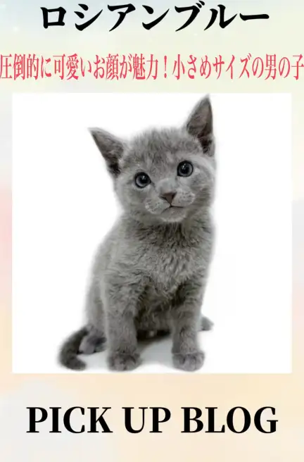 ロシアンブルーブログ