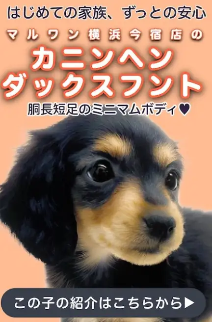 ダックススライド