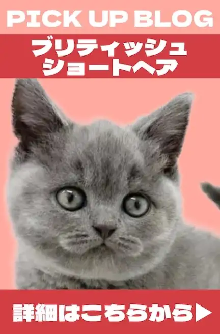 元町ー猫