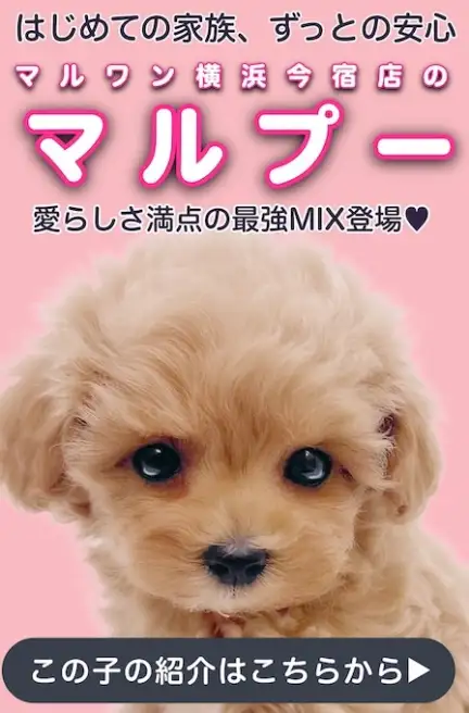 マルプースライド